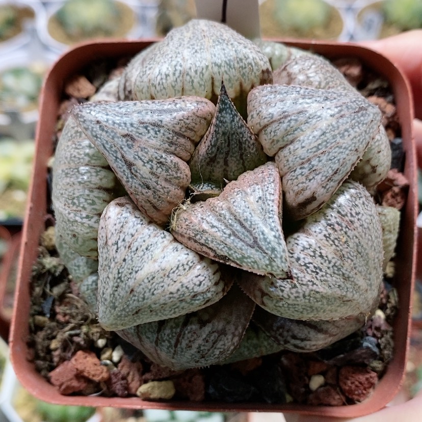 【闪购商品】1翡翠白银母本