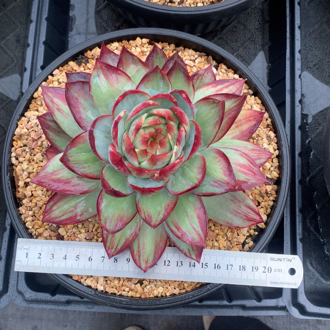 惊鸿外翻18公分。。