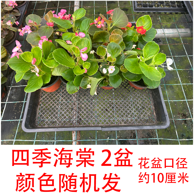 园寻园艺花卉盆栽【四季海棠】盆苗 家庭阳台庭院四季开花易爆盆