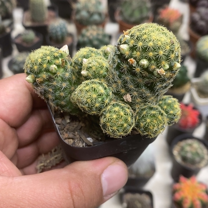 吉赛尔群特价福利特价