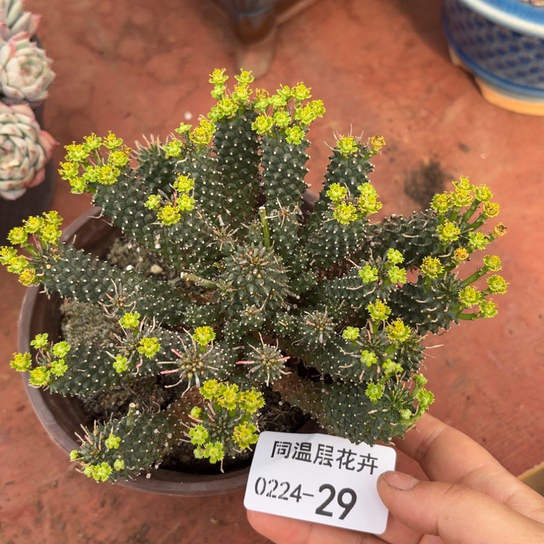 同温层多肉九头龙29