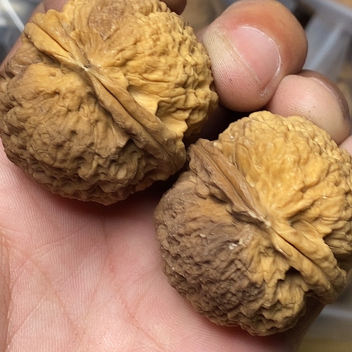 文玩核桃把件云南铁核桃89