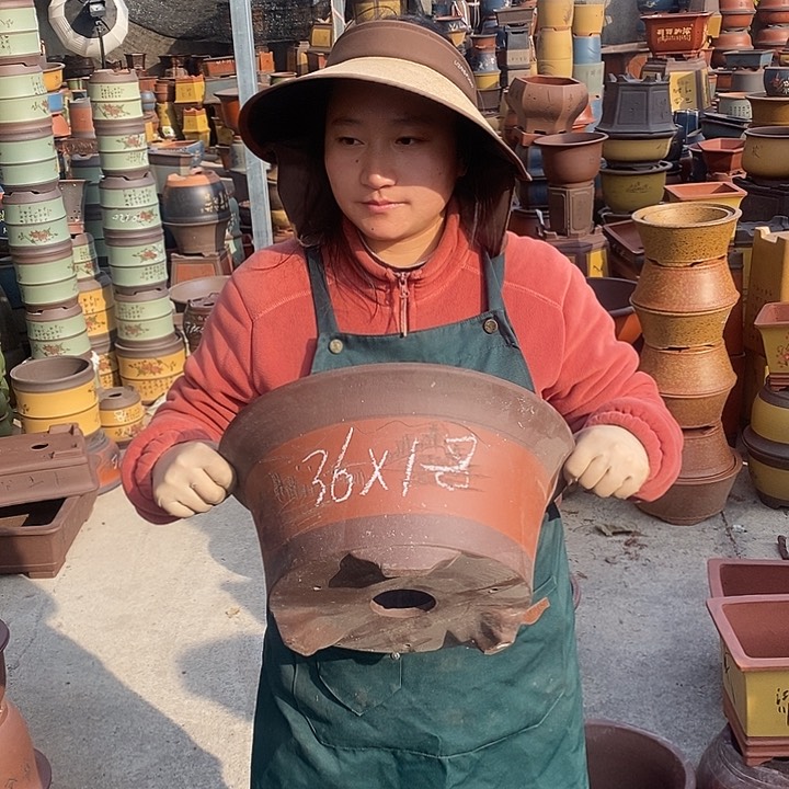 紫砂花盆盆栽花卉苗木种植