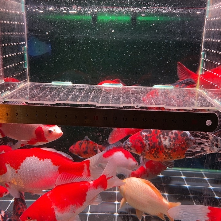 金鱼我在1234567同一