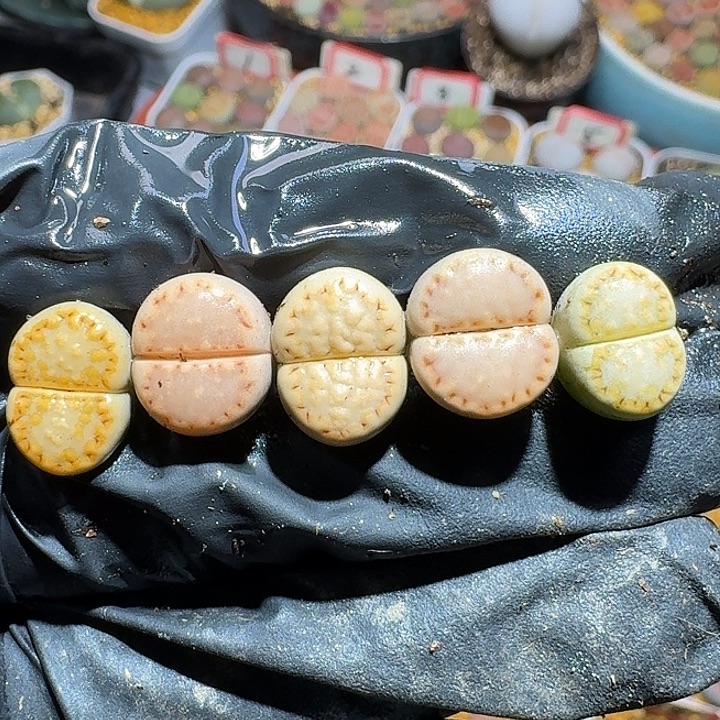 生石花11211。 163