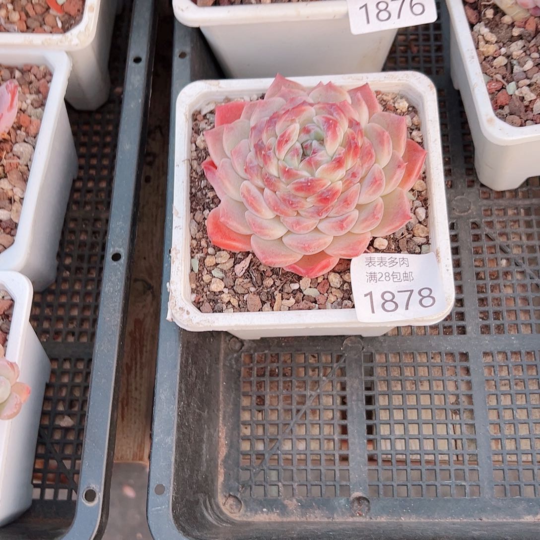 大****?多肉一物一拍1878