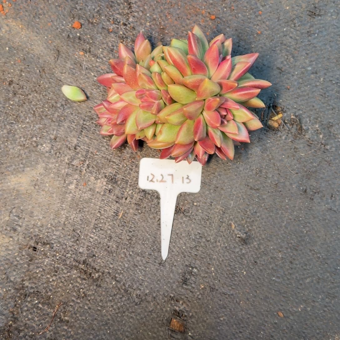 A***钱一物一拍迷雾泡泡13