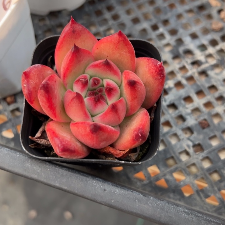 弗兰克多肉植物41