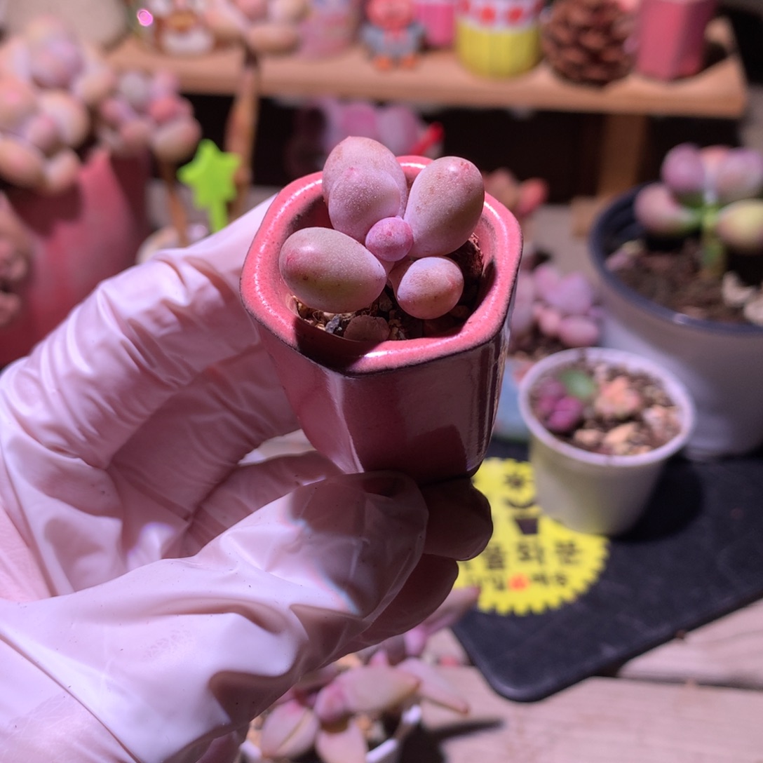 蛋黄奶酪多肉，蛋黄奶