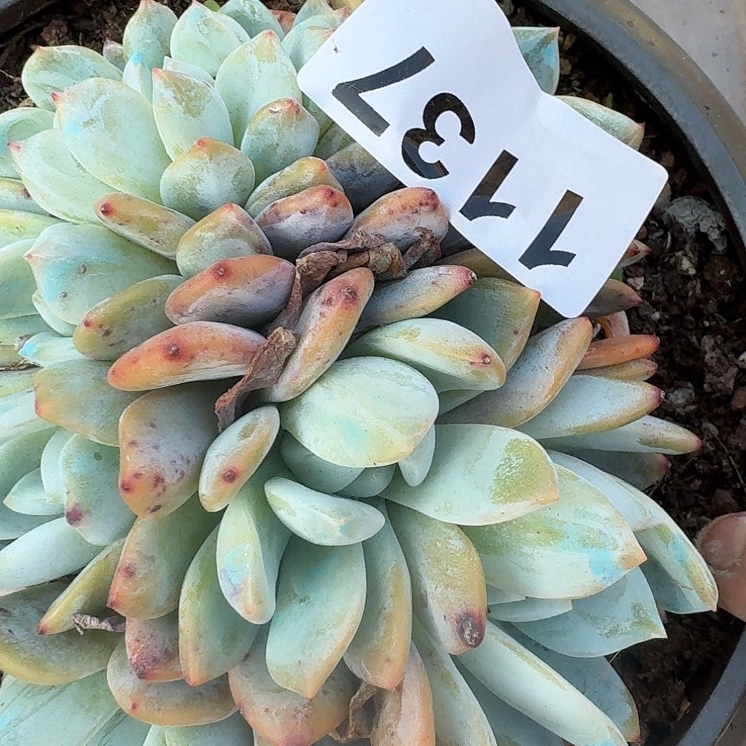 霞*313313134334344334