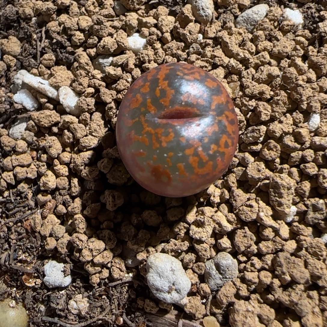 肉锥多肉植物组合-ap正红色酒红勋章494