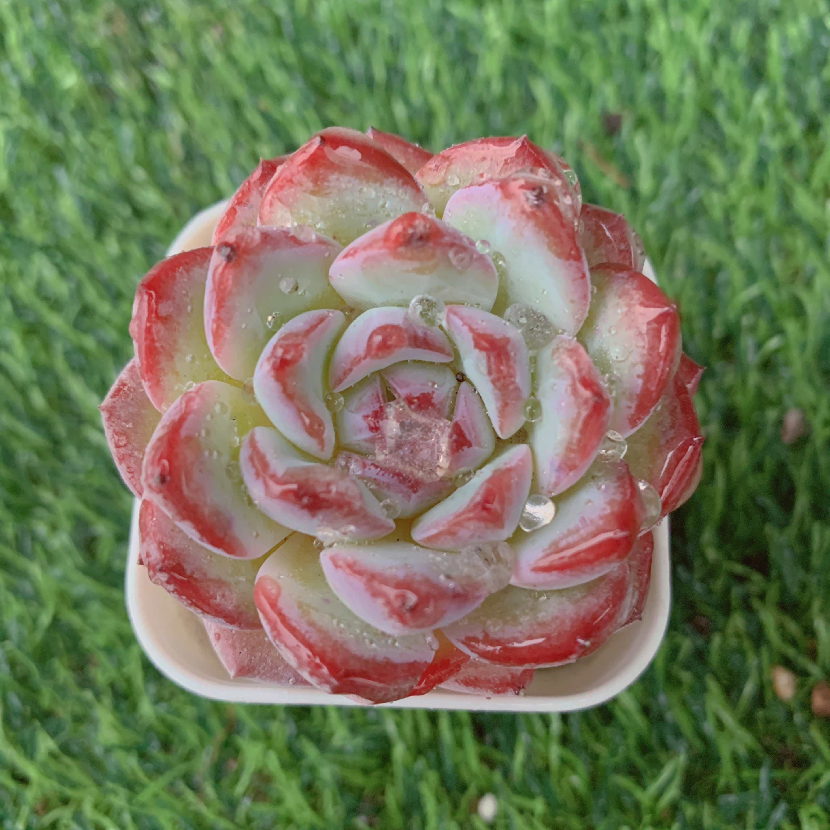 草莓杏仁单头3-5CM【花界草堂】精品多肉阳台盆栽新手易养一单包邮