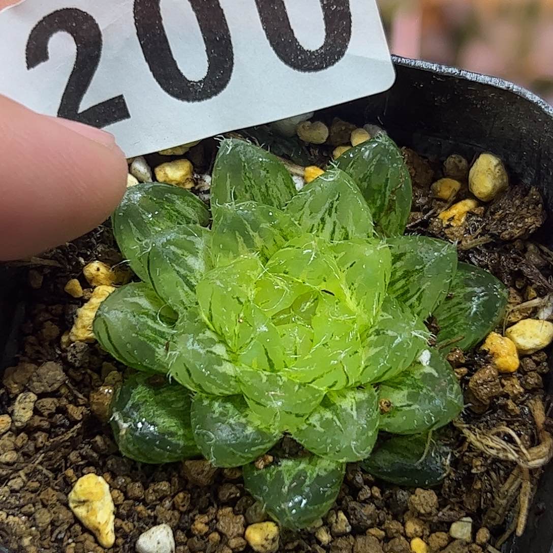 翠云锦十二卷多肉植物