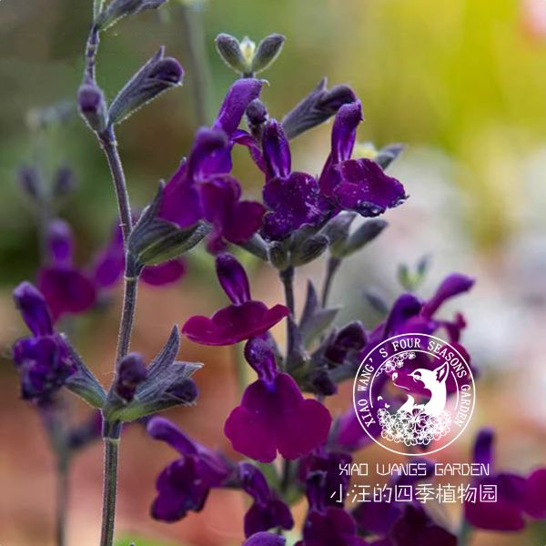 新品鼠尾草夜蝶春秋开花耐寒香草花园阳台庭院多年生宿根耐热好养