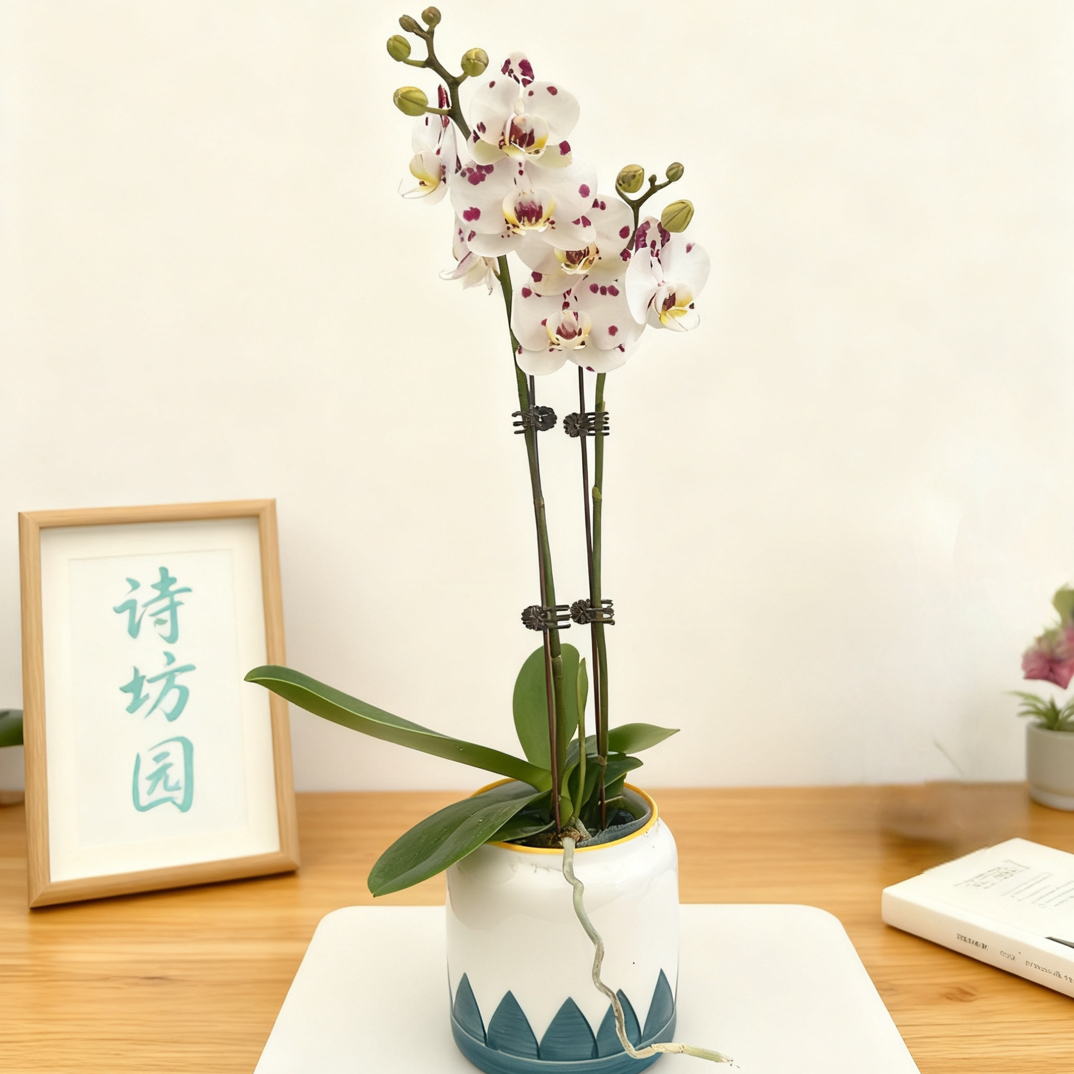 诗坊园【染雪】蝴蝶兰  欧品稀有品种  开花株发货，源头基地直发