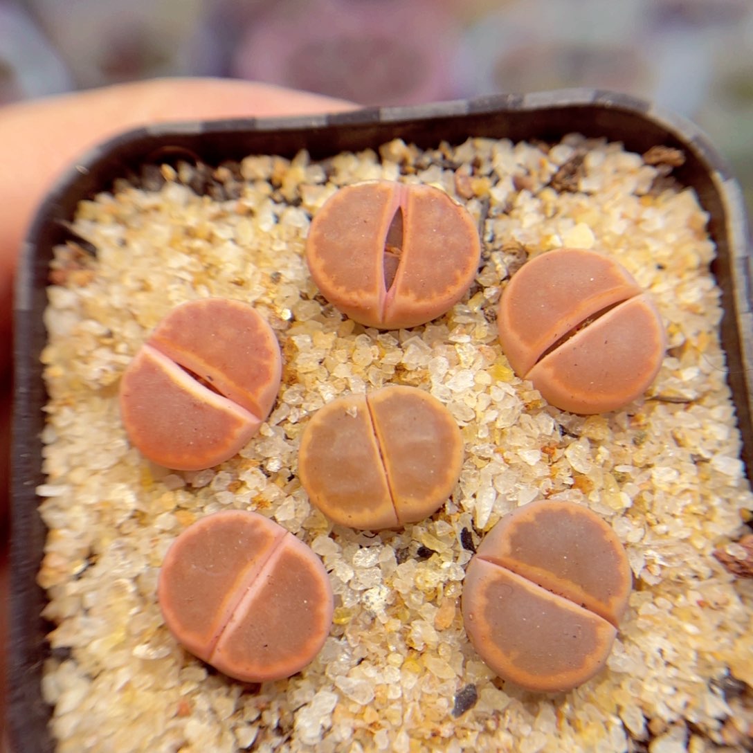 988. 567757868878789878777