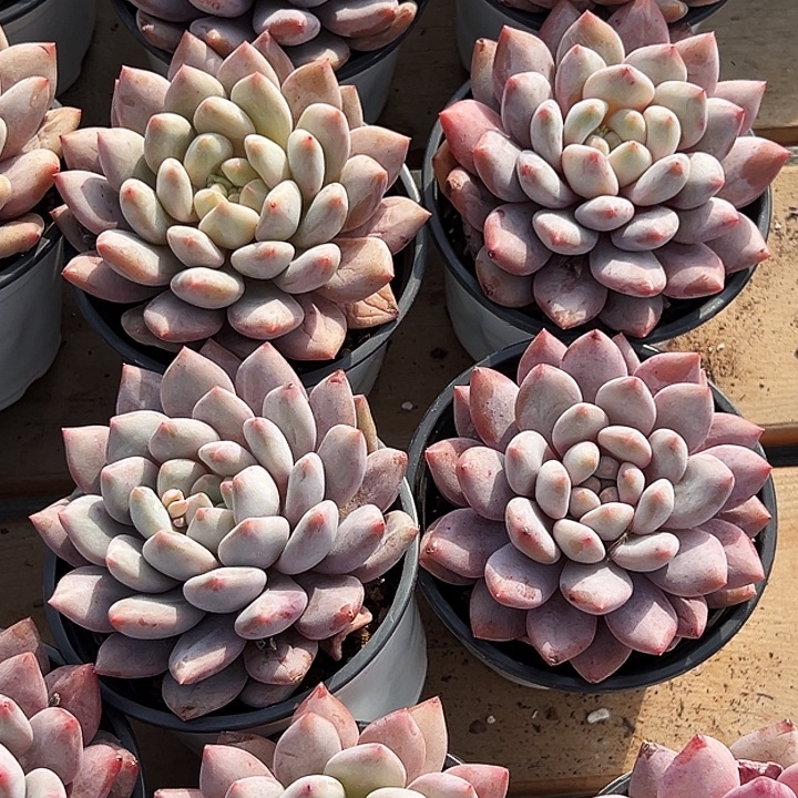 大单头          半夏