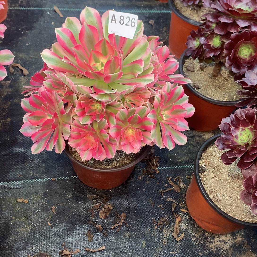 燕***姐粉女巫826多肉11111