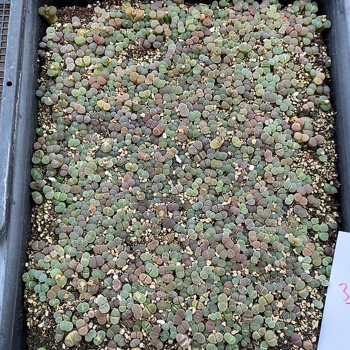 30322风铃切糕 一筐风铃的四分之一。   一筐上四份。