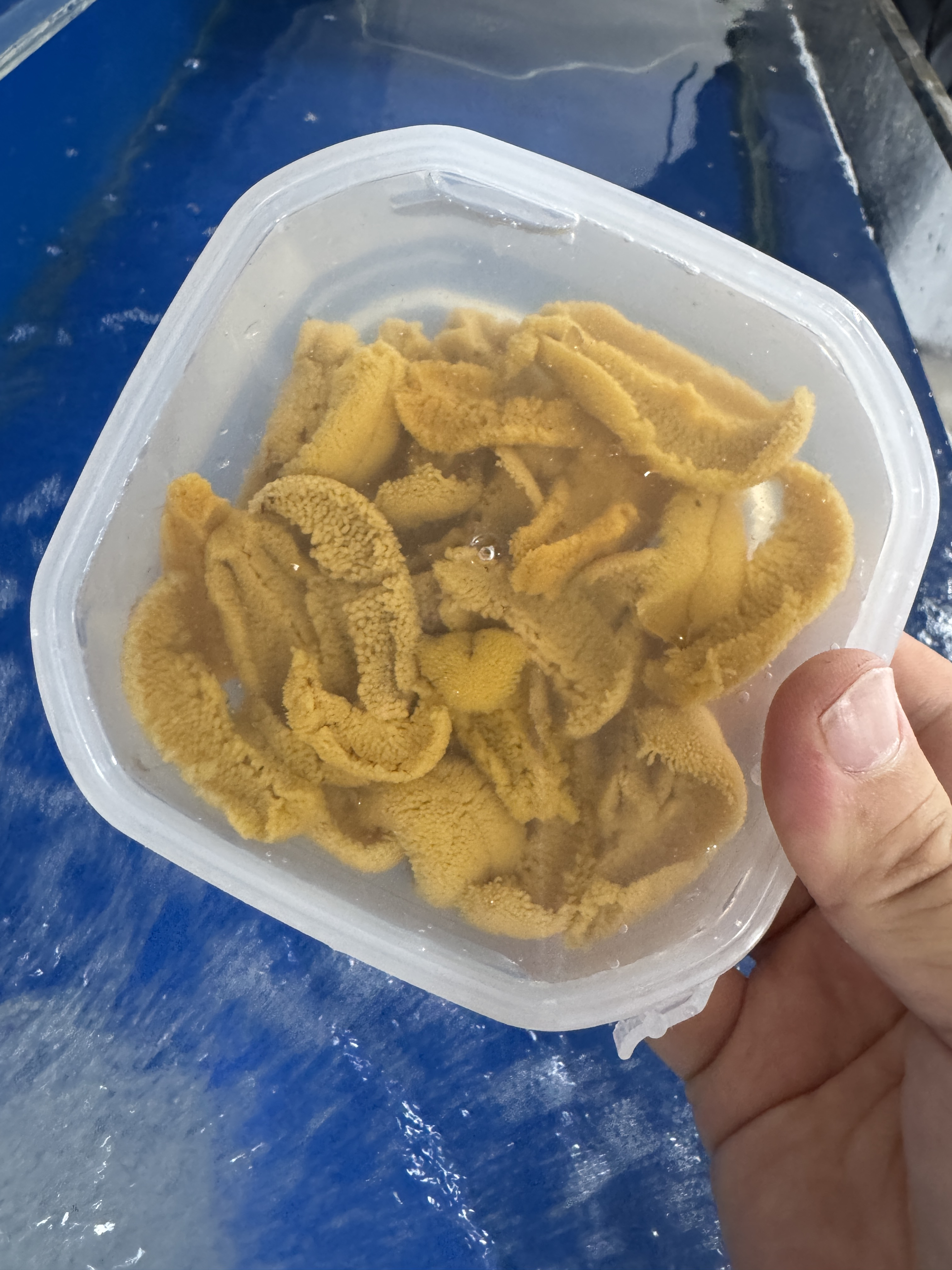 现剥大连紫胆肉新鲜即食100g/盒约一斤活海胆肉发顺丰