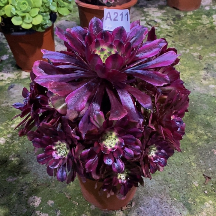 美肌多肉植物211