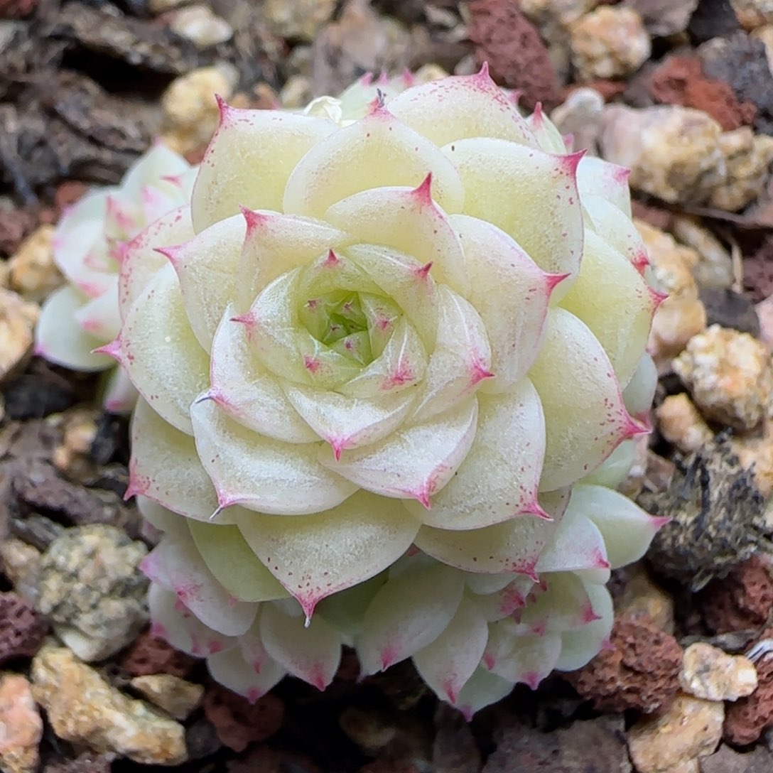 0118-203麦秆麦秆