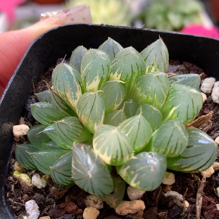 霓虹灯玉露锦带盆土发货