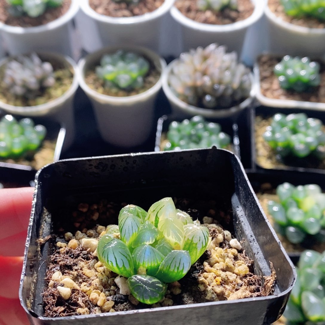 实生玉露锦多肉植物