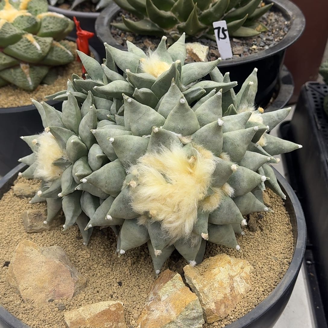 青瓷牡丹群生仙人球