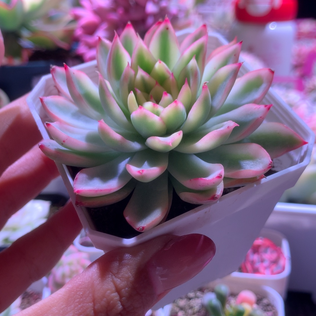 新胜骑兵覆轮锦有根