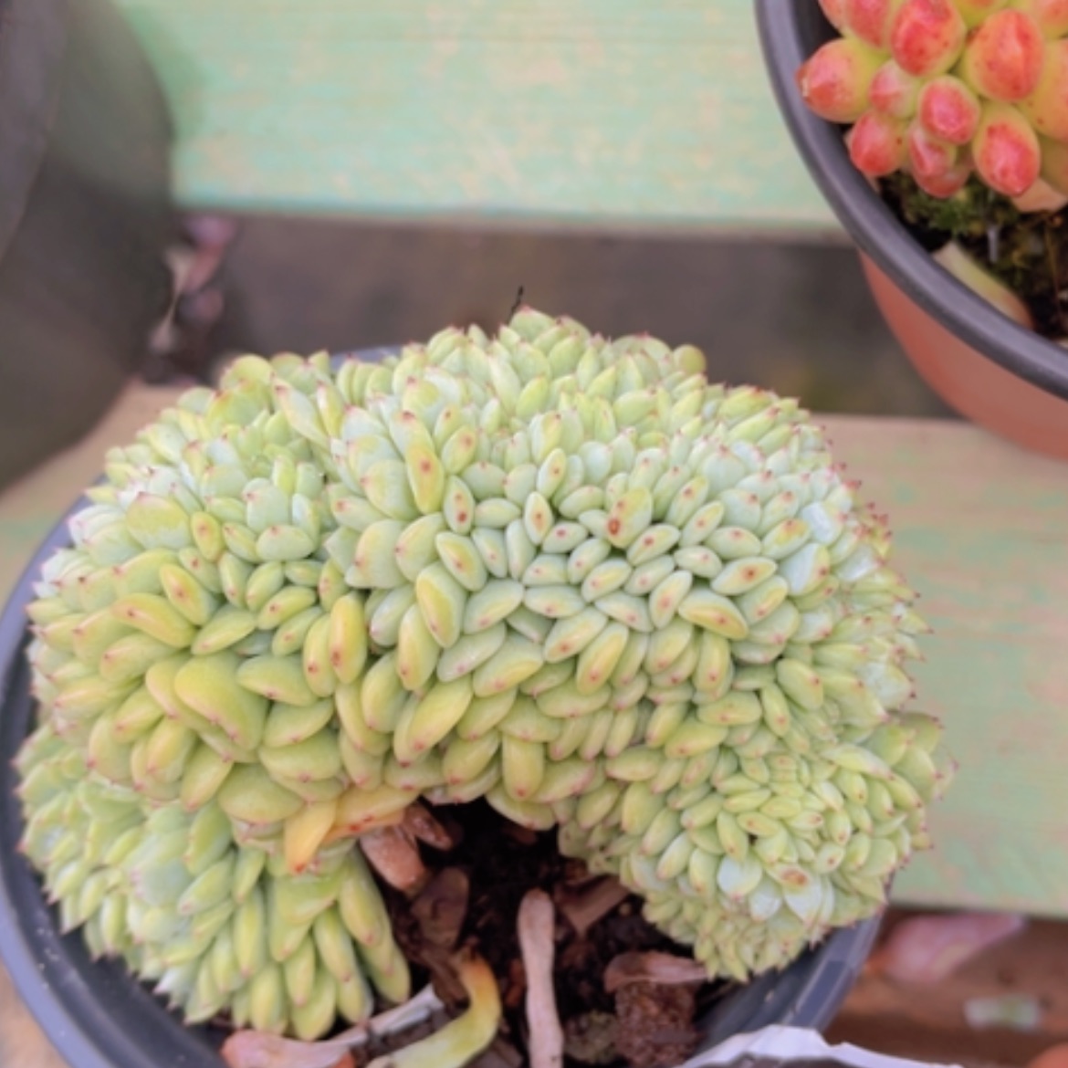 【闪购商品】白胖子缀0631