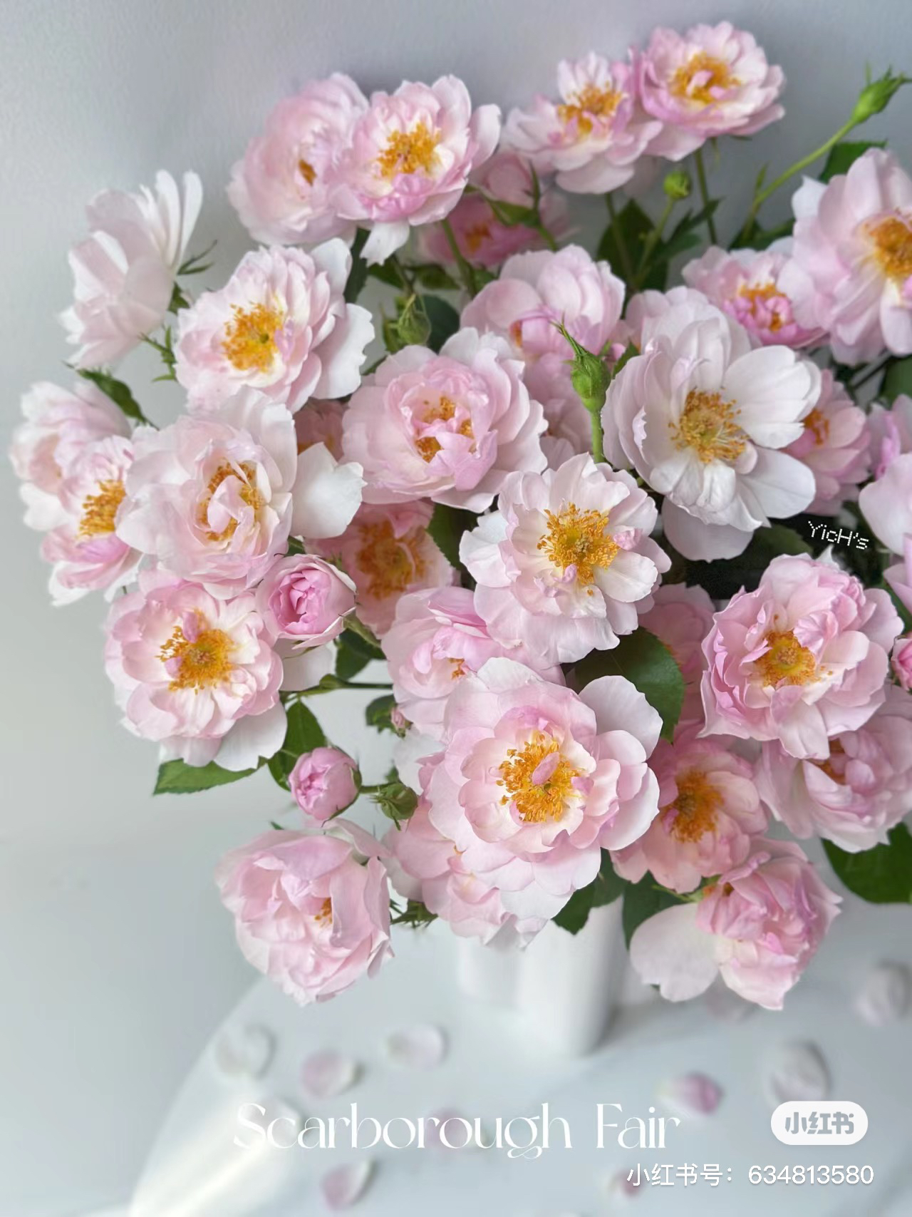 【玫瑰】斯卡布鲁集市 任三单顺丰空运包邮鲜切花家居花店插花