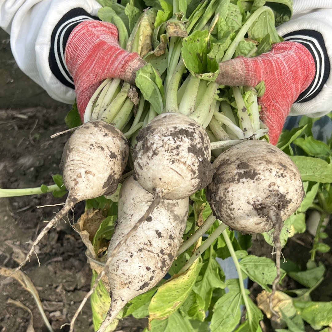 【小阿姨】苏北露天自家种植新鲜白萝卜当天现拔不空心泡菜萝卜