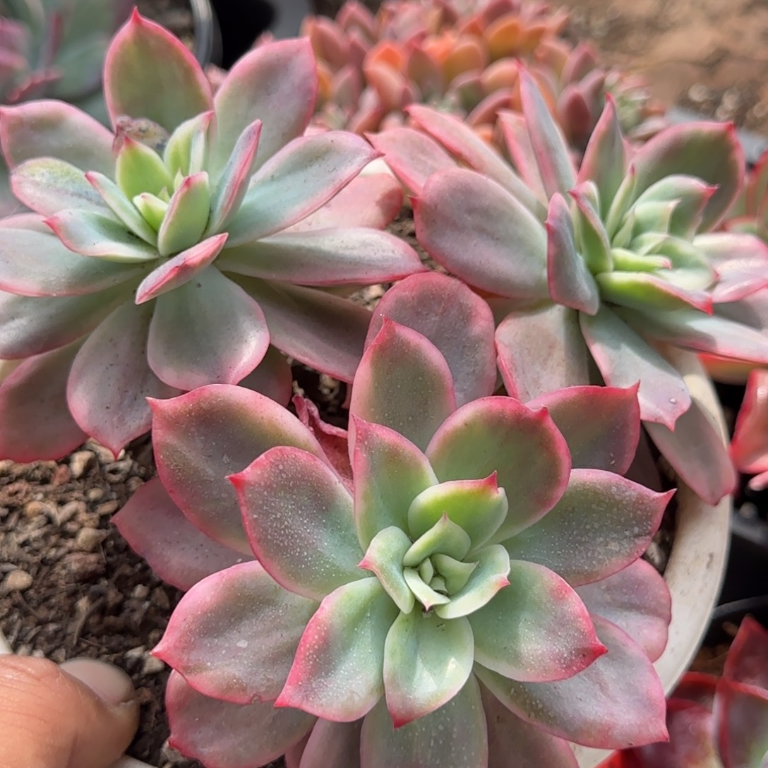 绮罗锦一物一拍包装收缩花旱