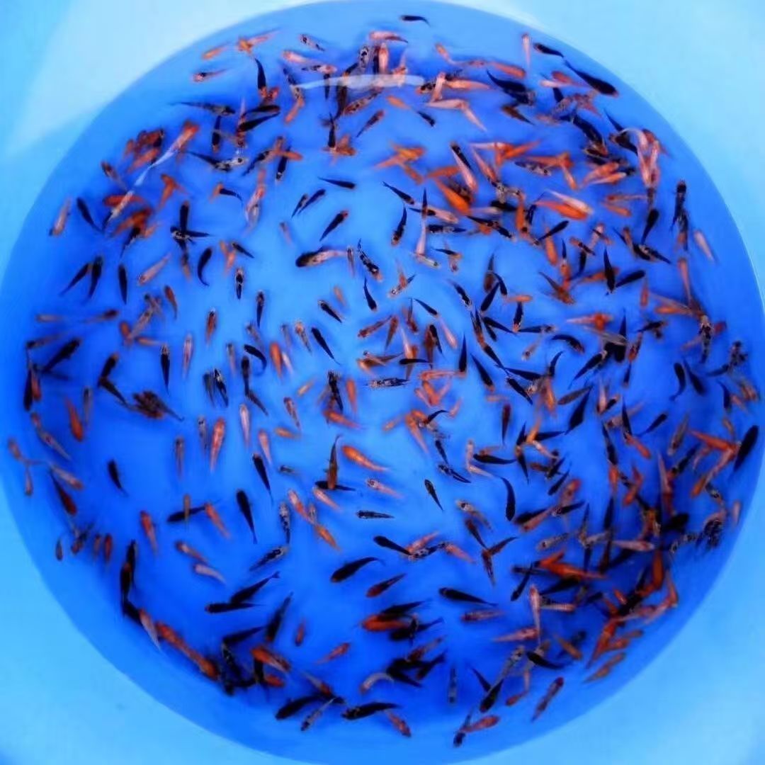 新粉丝送！！！锦鲤鱼苗混搭随机未挑选