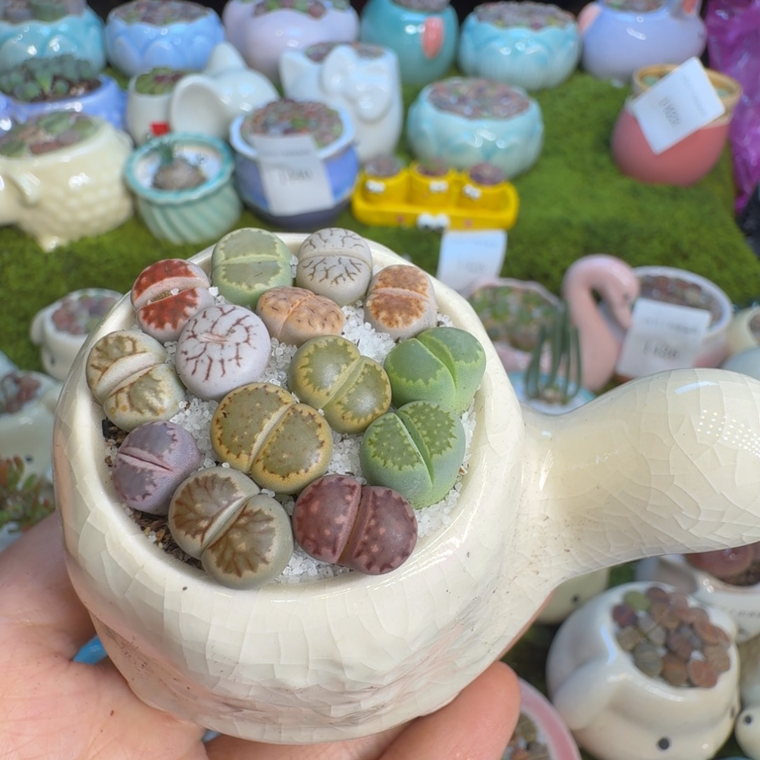 多肉植物福利冲1441