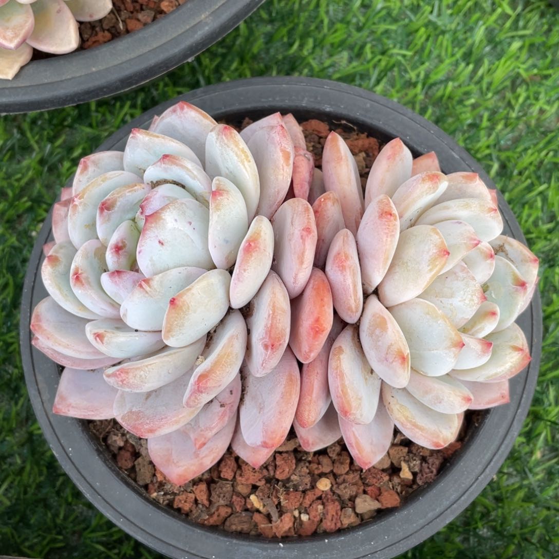 橙梦露冠幅14 公分一物一拍