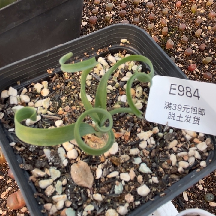 984弹簧草多肉哈哈哈