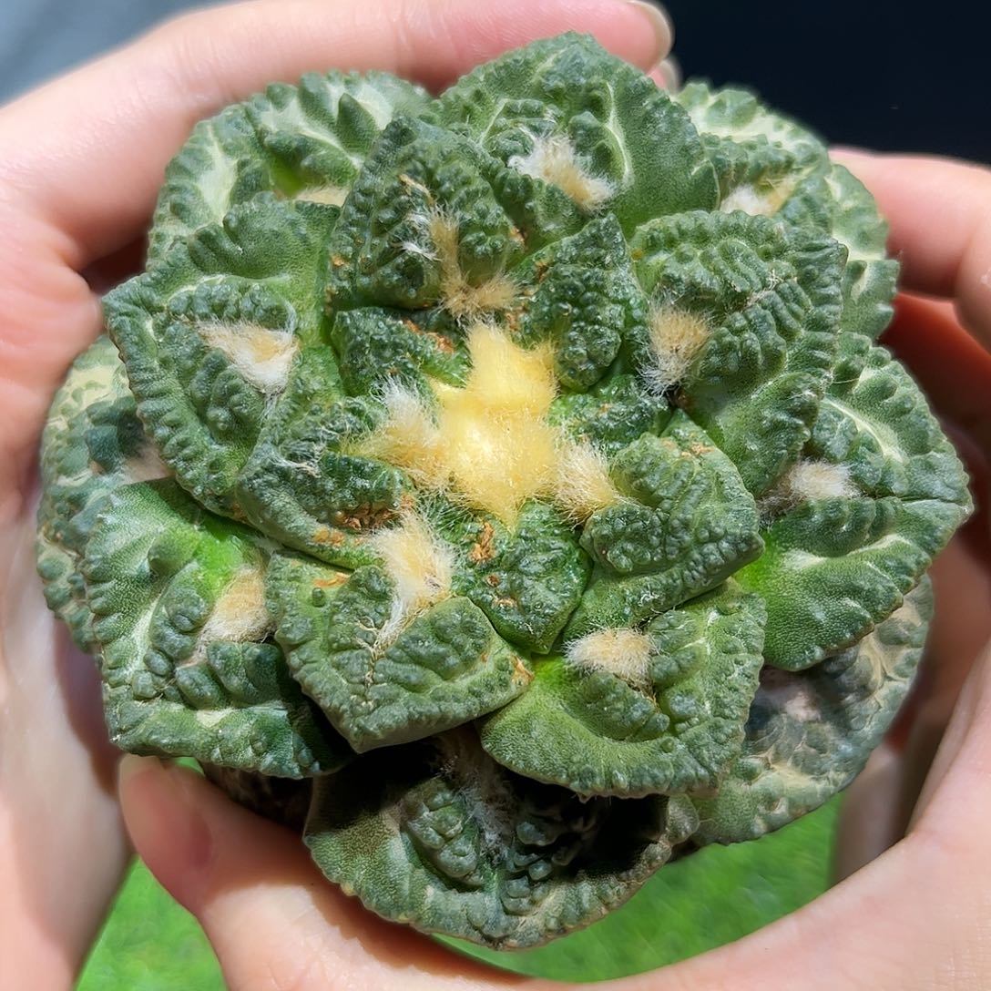 1号9.5cm自根爱心尤龟甲牡丹