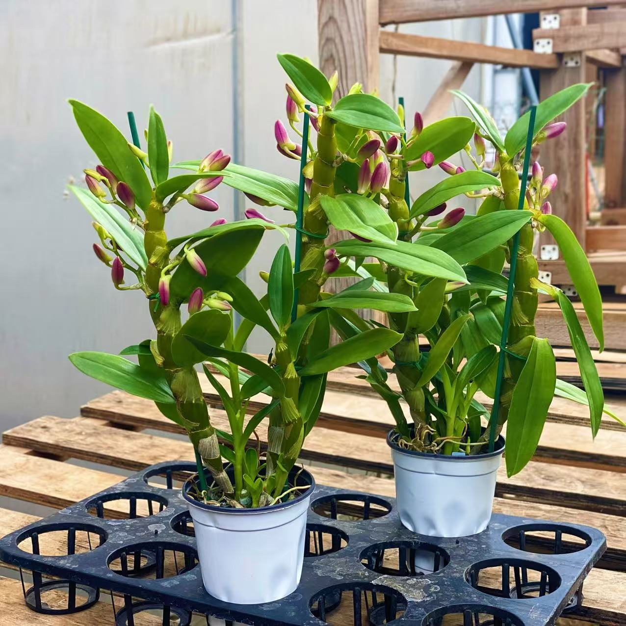 春石斛[桃花女]粉色花清新淡雅洋兰好养活绿植盆栽