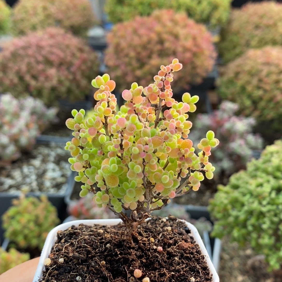 椰****蜜橘糖球2925枝干番杏