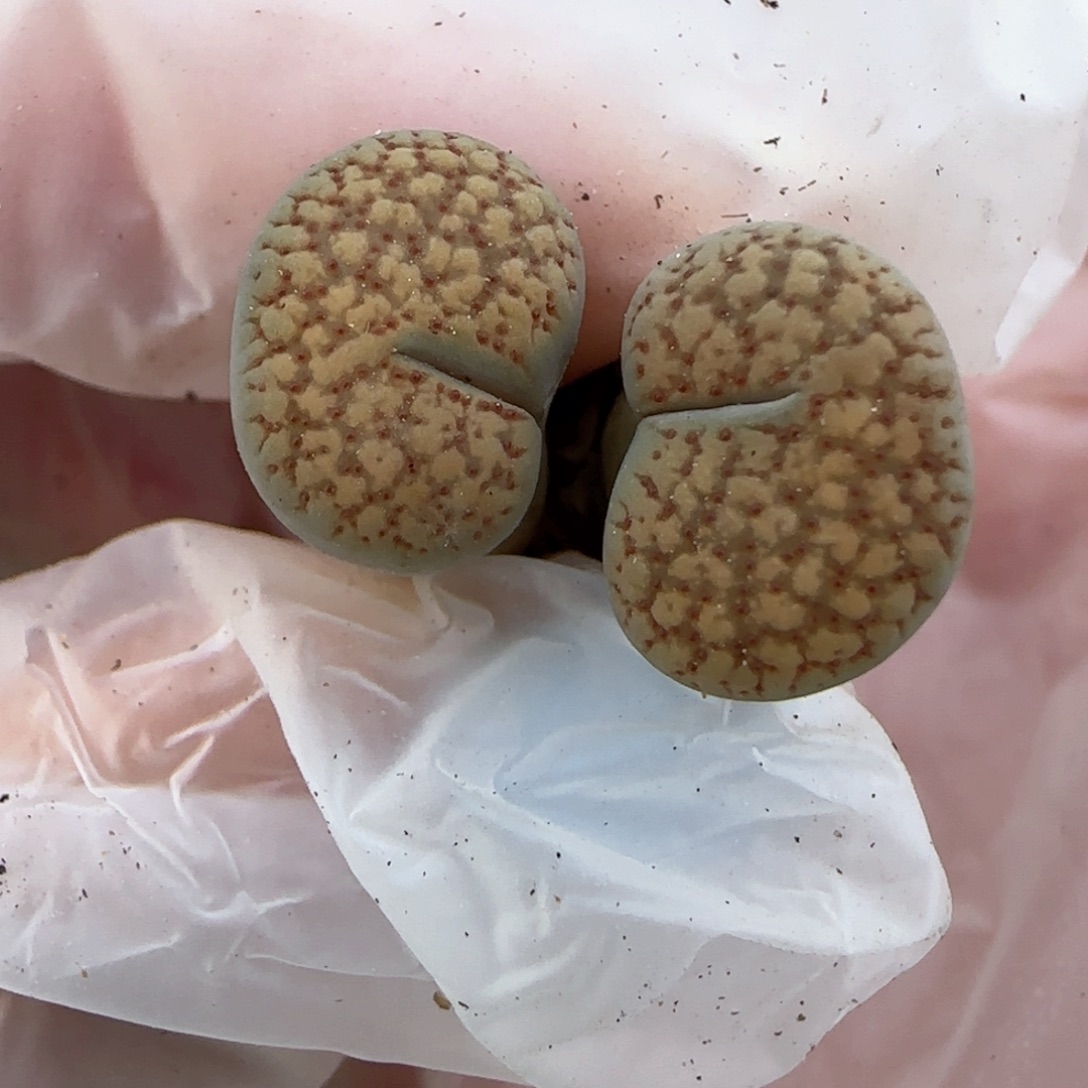 3.20，c159奇奇怪怪可爱俩吃豆人，腿长9004