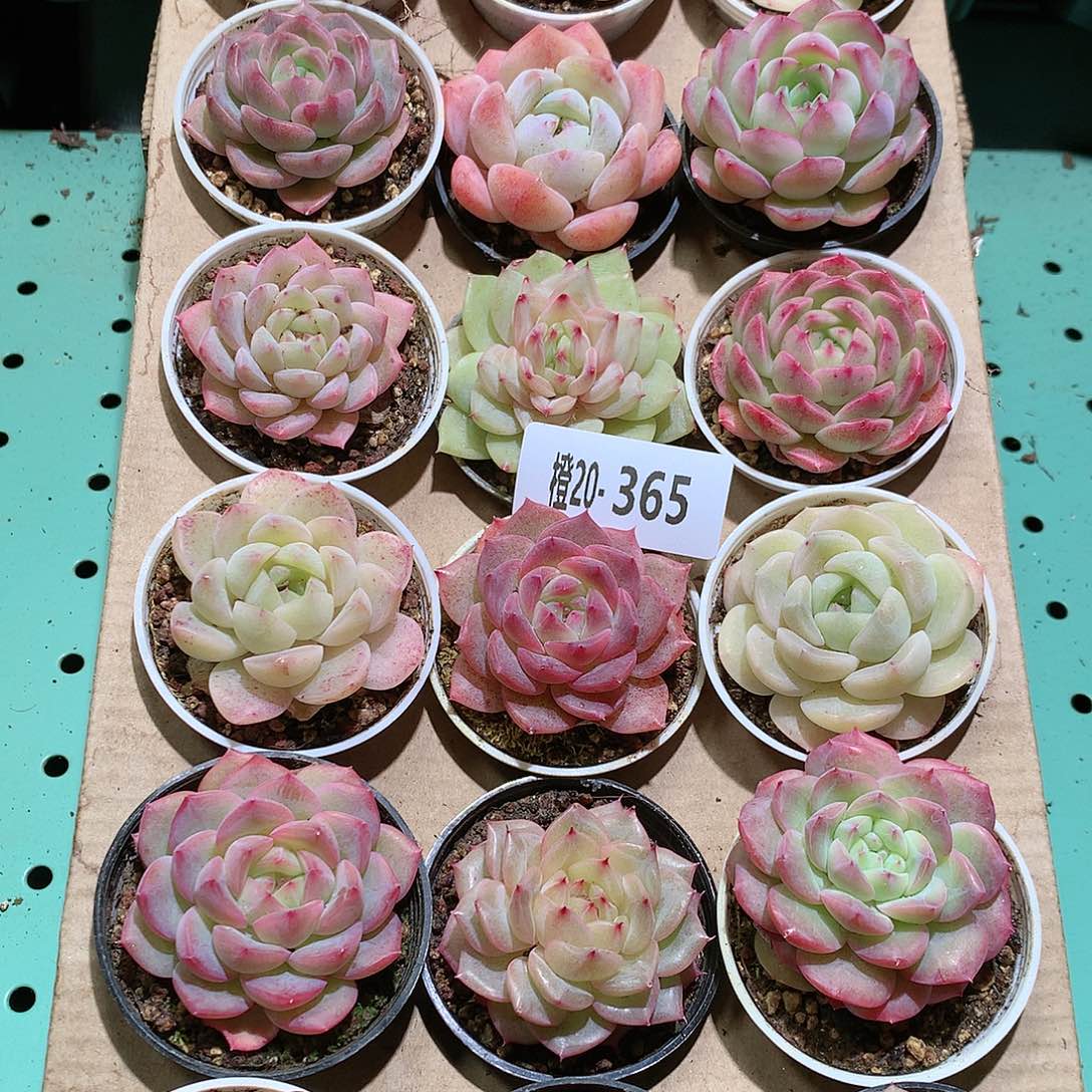 20-365一物一拍带盆18颗