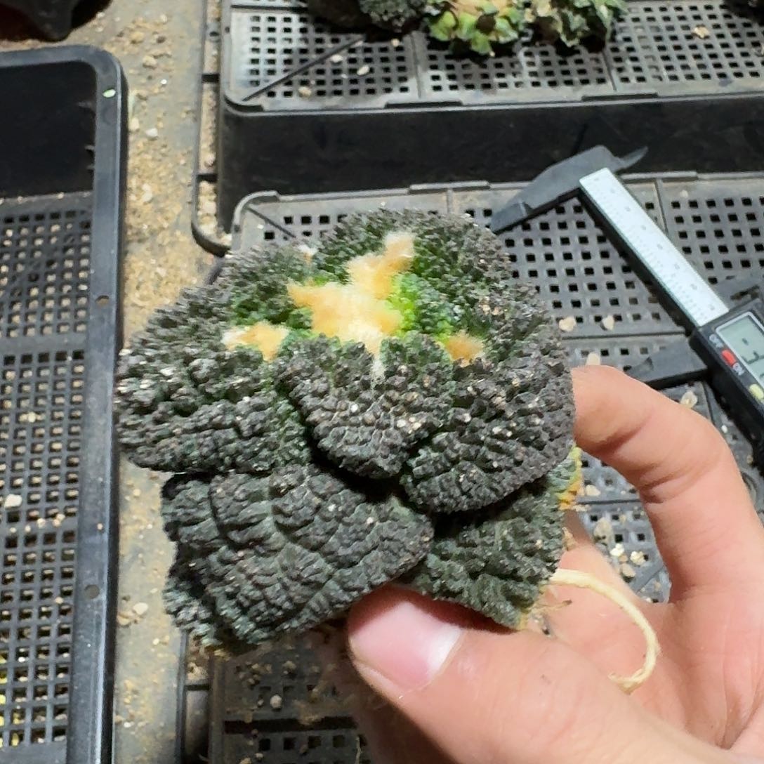 234号仙人球萝卜根