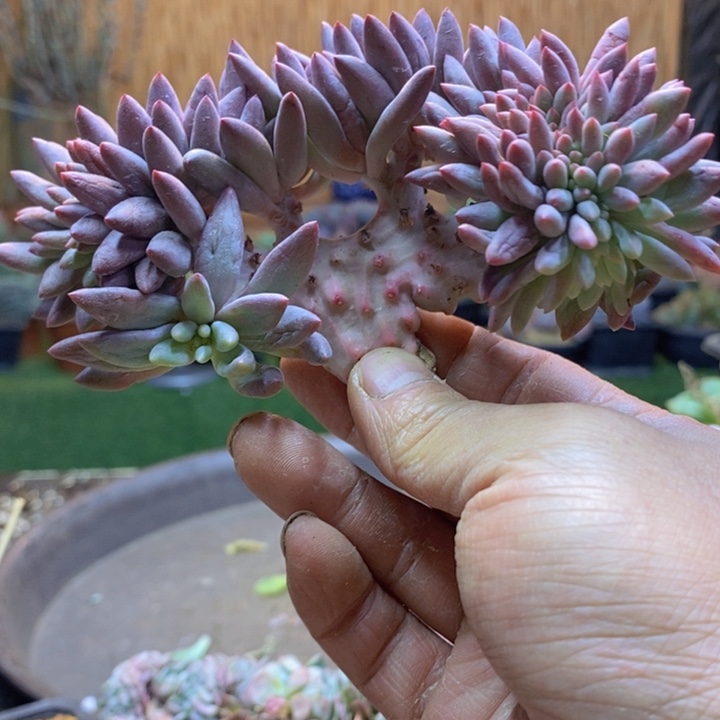 ㄣ***话452号虞美人多肉植物