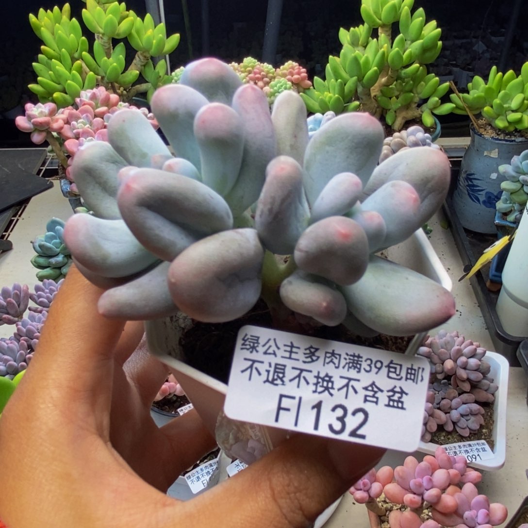 132米可奶多肉6c m