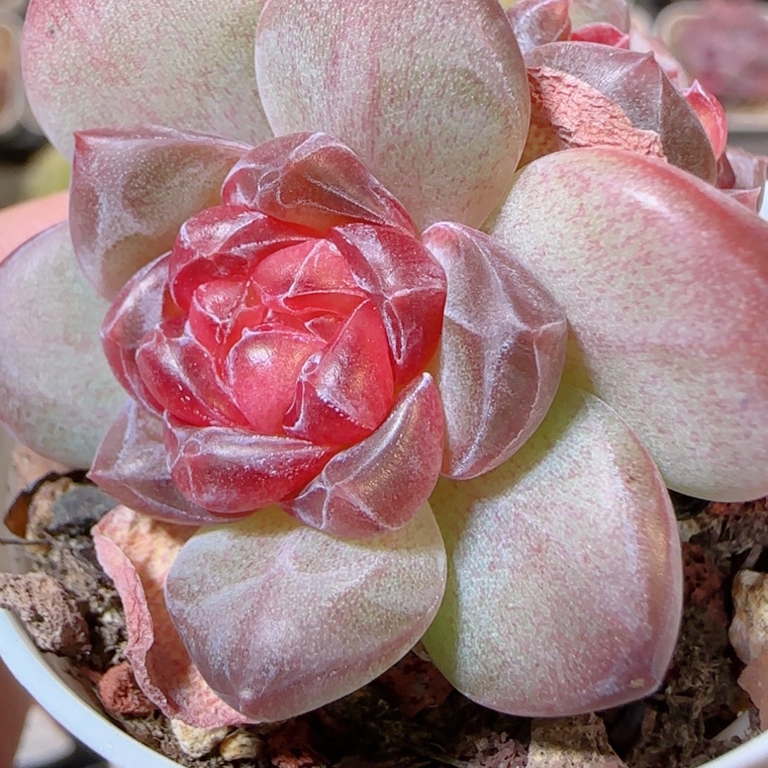 假***想花语多肉1205-329天使琥珀