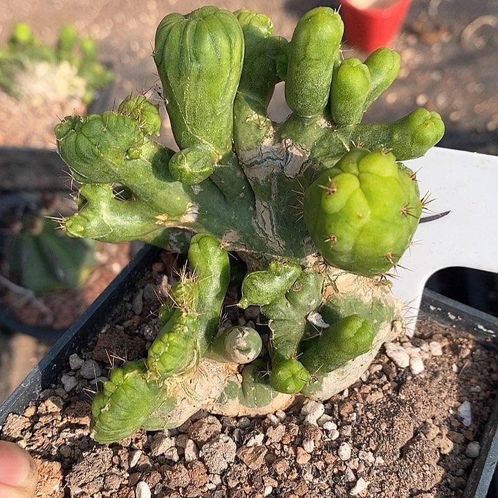 孤品自根程程柱多头缀化福利22号