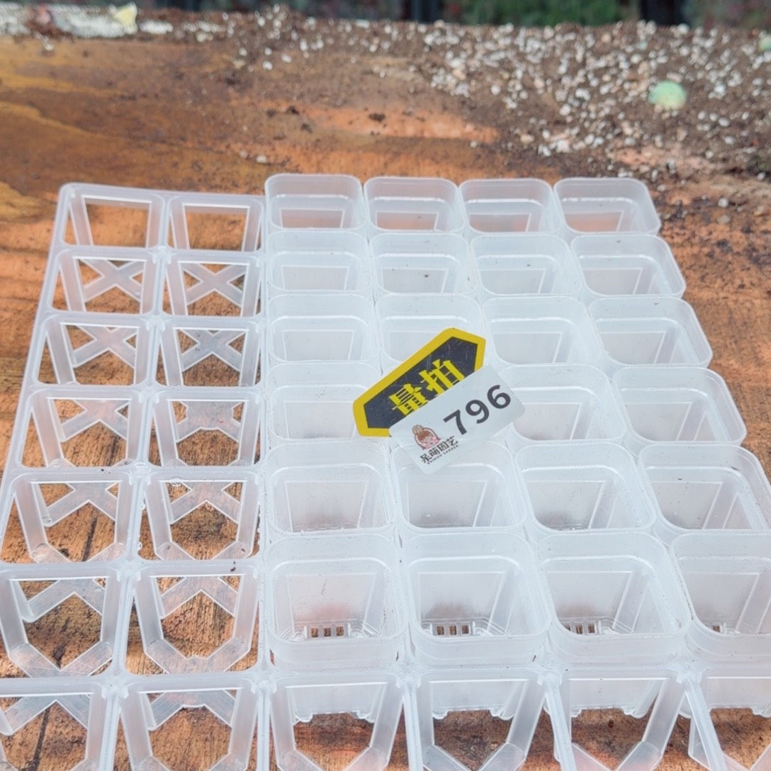 多肉植物多肉的植物