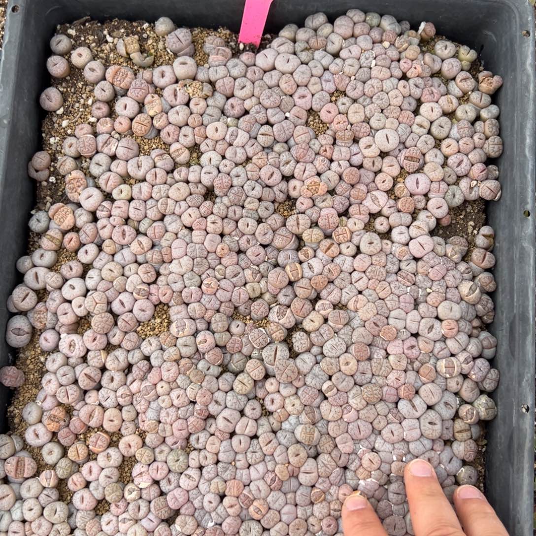 量拍青蛙种源189一颗